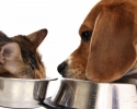 Imagem de Alimentos para cães e gatos