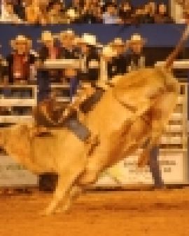 Imagem de Pecuária 2014: Rodeio de Rio Verde começa hoje