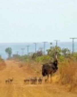 Imagem de O Cerrado Brasileiro em fotografias