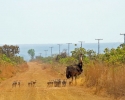 Imagem de O Cerrado Brasileiro em fotografias