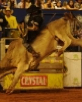 Imagem de Pecuária 2013: Novidades no rodeio